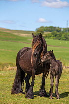 Fell pony with foal, Greenholme stud, Stoney Gill Farm, Shap, Cumbria, May 2016