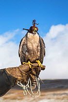 Lanner falcon (Falco biarmicus) on the glove, wearing hood, captive falconry bird, Cumbria, UK, April 2016
