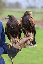 Harris hawks (Parabuteo unicinctus) on the glove, captive falconry bird, Cumbria, UK, April 2016