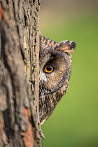 Long-eared owl (Asio otus) peering round tree trunk, captive, UK.
