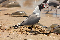 Laughing gull (Leucophaeus atricilla) calling on beach. The gulls are feeding on Atlantic horseshoe crab (limulus polyphemus) egg while the crabs are mating, Delaware Bay, New Jersey, USA, May.