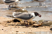 Laughing gull (Leucophaeus atricilla) feeding on Atlantic horseshoe crab (Limulus polyphemus) eggs, while the crabs are mating, Delaware Bay, New Jersey, USA, May.