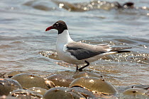Laughing gull (Leucophaeus atricilla) on beach. The gulls are feeding on Atlantic horseshoe crab (Limulus polyphemus) eggs while the crabs are mating, Delaware Bay, New Jersey, USA, May.