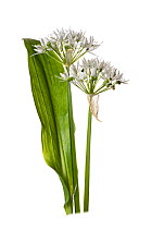 Ramsons / Wild garlic (Allium ursinum) on white background.