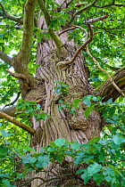 Sweet chestnut (Castanea sativa) close up of tree trunk and bark. England, UK. September