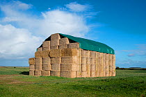 Straw bales, stacked and covered with tarpaulin, Norfolk, England, UK. November 2016.