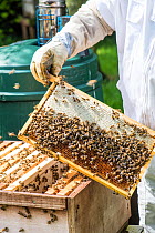 Beekeeper inspecting brood chamber on a honey bee hive. Norfolk, England, June 2017.