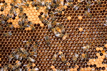 Honey Bee colony showing female worker bees on brood chamber comb. Norfolk, England, June 2017.