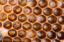 Close up view of Honey Bee comb showing larvae in cells Norfolk, England, June 2017.