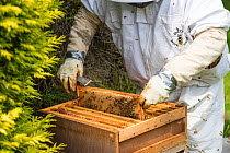 Beekeeper inspecting brood chamber on a honey bee hive.  Norfolk, England, June 2017.