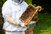Beekeeper inspecting brood chamber on a Honey bee hive. Norfolk, England, June 2017.