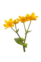 Marsh-marigold (Caltha palustris) in flower.