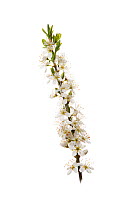 Blackthorn (Prunus spinosa) flowers.