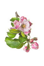 Clutivated Apple tree blossom (Malus domestica 'Bramley's Seedling')