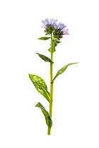 Common lungwort (Pulmonaria officinalis) flower.
