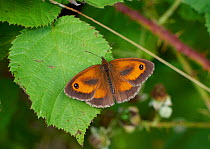 Gatekeeper butterfly  (Pyronia tithonus) Sussex, England, UK, July.