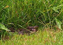 Grass snake (Natrix natrix) basking at edge of garden lawn Sussex, England, UK, June.