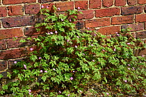 Herb robert (Geranium robertianum)  growing against brick wall, Sussex, England, UK, May.