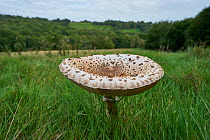 Parasol mushroom (Macrolepiota procera)  Sussex, England