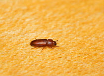 Powderpost beetle  (Lyctus brunneus) Sussex, England, UK.