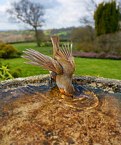 Robin (Erithacus rubecula) drinking at bird bath, Sussex, England, UK. April.
