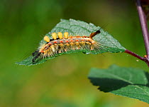 Tussock moth larva (Orgyia antiqua) Sussex, England, UK, July.