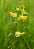 Yellow rattle in flower (Rhinanthus minor) Sussex, England, UK, July.