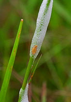 Cuckoo spit with Froghopper nymph ( Cercopoidea) visible. UK