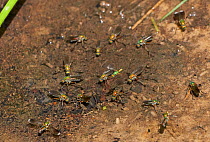 Long-legged fly (Dolichopodidae) courting at pond edge  Sussex, England, UK, July.