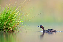 Little grebe (Tachybaptus ruficollis) carrying young on its back, not visible except for the feathers of the parent that stand higher than normal. De Regte Nature Reserve, Goirle, the Netherlands. Jun...