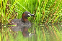 Little Grebe (Tachybaptus ruficollis) carrying young on its back., De Regte Nature Reserve, Goirle, the Netherlands. June