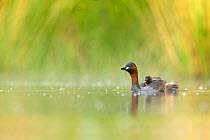 Little Grebe (Tachybaptus ruficollis) adult carrying chick on its back, De Regte Nature Reserve, Goirle, the Netherlands. June