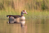 Egyptian goose (Alopochen aegyptiacus) De Regte Nature Reserve, Goirle, the Netherlands. July