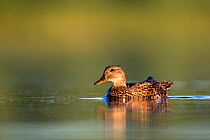 Gadwall (Anas strepera) female on water, Den Oever, The Netherlands, July