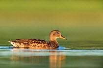Gadwall (Anas strepera) female on the water, Den Oever, The Netherlands, July.