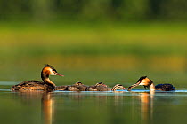 Great crested grebe (Podiceps cristatus) family on water, with adult feeding its young, Den Oever, The Netherlands, July,