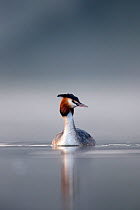 Great crested grebe (Podiceps cristatus) on  misty foggy morning  Den Oever, The Netherlands, March.