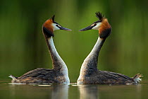 Great crested grebe (Podiceps cristatus) perfectly mimicking each others movements in courtship behaviour. Den Oever, The Netherlands~May.