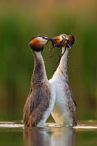 Great crested grebe (Podiceps cristatus) performing their &#39;weed dance&#39; during courtship. Den Oever, The Netherlands. July