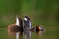Great crested grebe (Podiceps cristatus) with crest erected and spreading its wings during a courtship performance for its partner Den Oever, The Netherlands. July