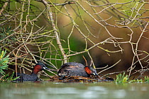 Little Grebe (Tachybaptus ruficollis) adult female laying down to mate while the male is approaching behind her. De Regte Nature Reserve, Goirle, the Netherlands. May