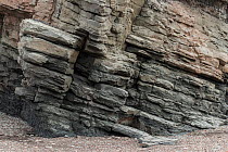 Stratified rock layers at Joggins Fossil Cliffs UNESCO World Heritage Site, Bay of Fundy, Nova Scotia, Canada. May 2017