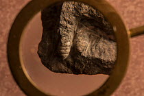 Fossil of Dendropupa vetusta, the worlds first known land snail, featured in Charles Darwin's The Origin of Species and convinced Darwin that coal was formed on land. Joggins Fossil Cliffs UNESCO Worl...