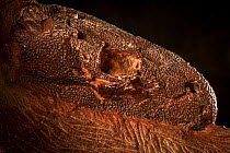 Fossil skull of Dendrerpeton acadianum, a large amphibian of the Carboniferous period. Joggins Fossil Cliffs UNESCO World Heritage Site along the shore of the Bay of Fundy in Nova Scotia, Canada. May...