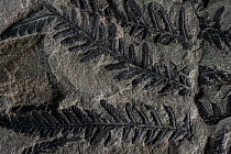 Fossil leaves of seed ferns, a kind of extinct plant, Joggins Fossil Cliffs UNESCO World Heritage Site, Bay of Fundy, Nova Scotia, Canada. May 2017