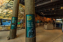 Interpretive display inside the Joggins Fossil Cliffs centre, UNESCO World Heritage Site, along the shore of the Bay of Fundy, Nova Scotia, Canada. May 2017