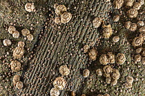 Barnacles growing on the fossilized remains of Calamites, a common plant during the Carboniferous period. Joggins Fossil Cliffs UNESCO World Heritage Site, Bay of Fundy in Nova Scotia, Canada. May 201...