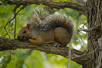 Eastern fox squirrel, (Sciurus niger) in tree, New York, USA, September.