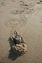 Atlantic horseshoe crabs (Limulus polyphemus) mating,with their  tracks on beach, Delaware Bay, New Jersey, USA, June.