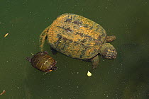 Snapping turtle (Chelydra serpentina) and Painted turtle (Chrysemys picta)  Maryland, USA, June.
